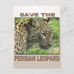 Postal Leopardo persa