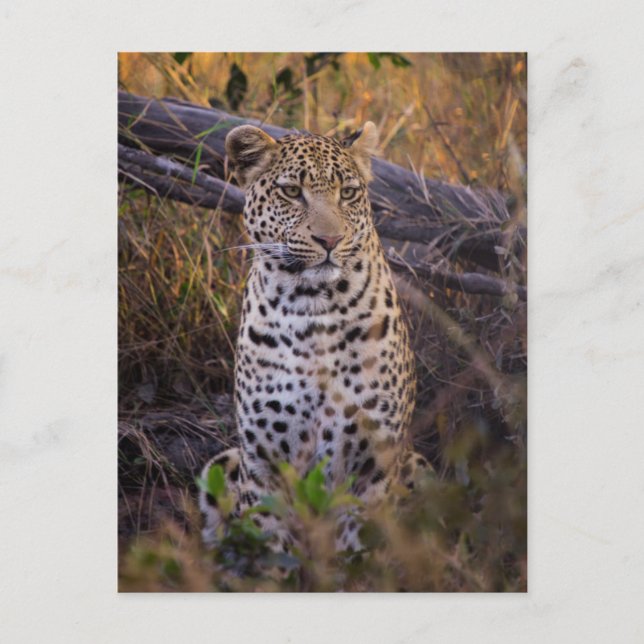 Postal Leopardo sentado, Botsuana, África (Anverso)