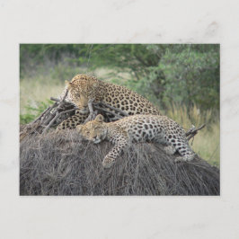 Postal Leopardo Y Cubo Descansando En Grasa Seca