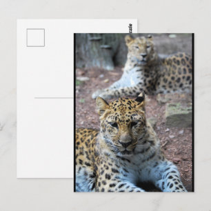 Postal Leopardos descansando