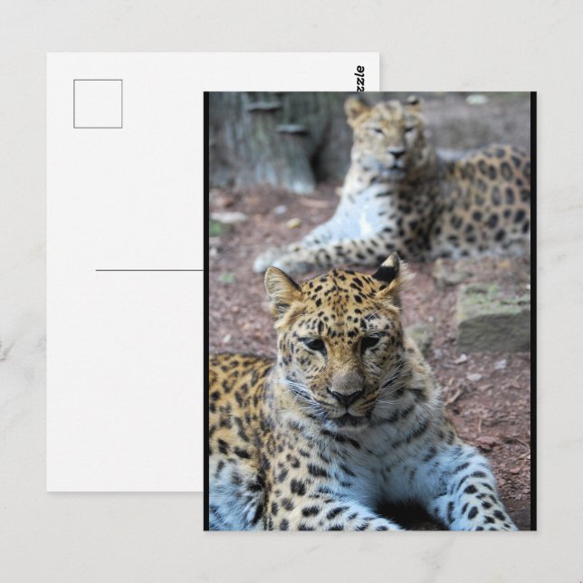Postal Leopardos descansando (Anverso / Reverso)