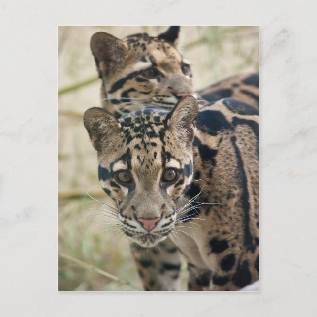 Postal Leopardos nublados (Anverso)