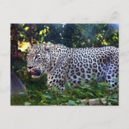 Postal Leopardos salvajes
