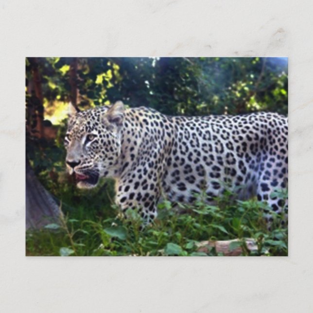 Postal Leopardos salvajes (Anverso)