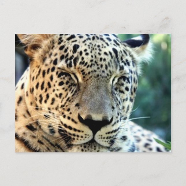 Postal Leopardos salvajes (Anverso)