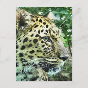 POSTAL LEOPARDS