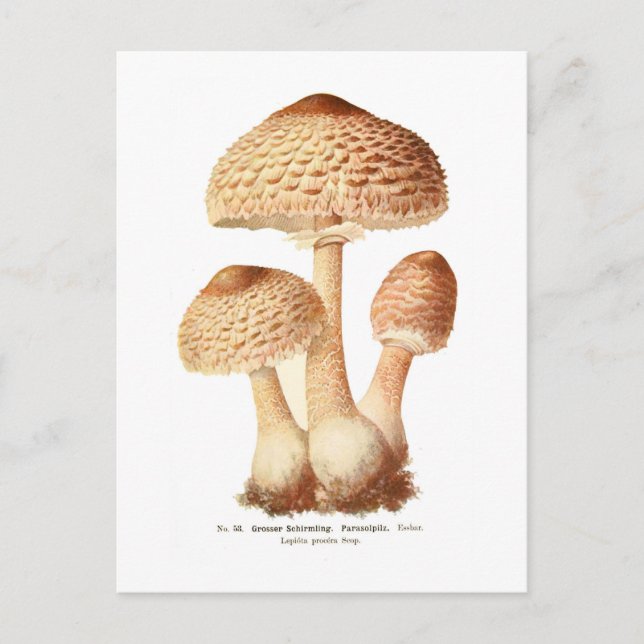 Postal Lepiota procera (Anverso)