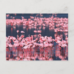 Postal Lesser Flamingos (Phoeniconaias menor), África,