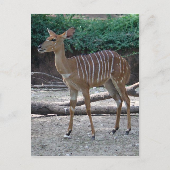 Postal Lesser Kudu (Anverso)