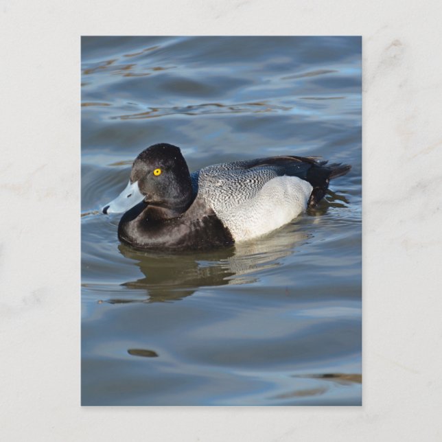 Postal Lesser Scaup Duck (Anverso)