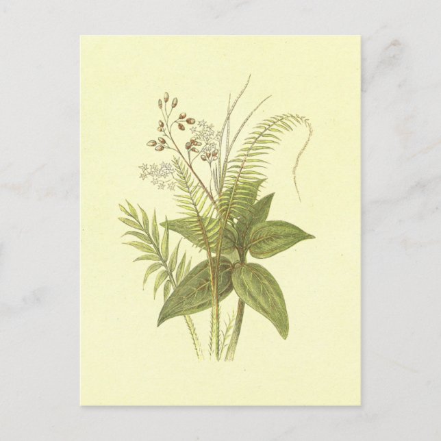 Postal Letografía de la cosecha de caña dulce y cane de c (Anverso)