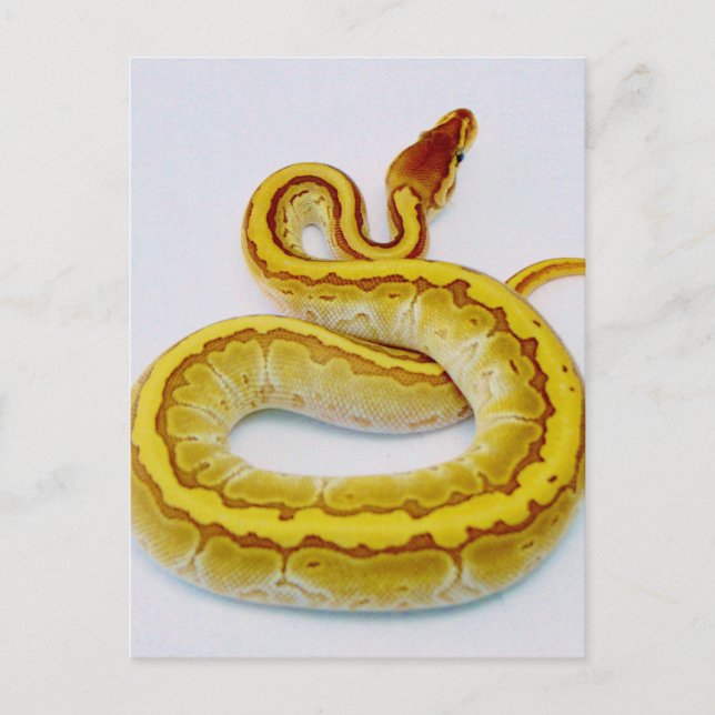 Postal Letra "S" Ball amarillo Python (Anverso)