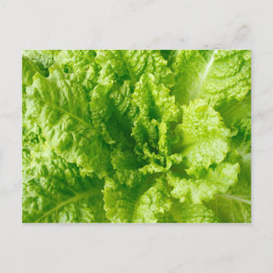 Postal Lettuce
