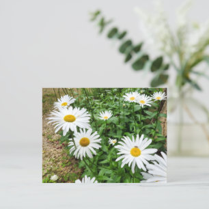 Postal Leucanthemum Blooms