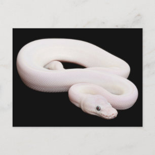 Postal Leucistic Ball Python