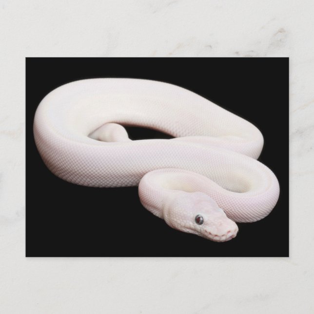 Postal Leucistic Ball Python (Anverso)