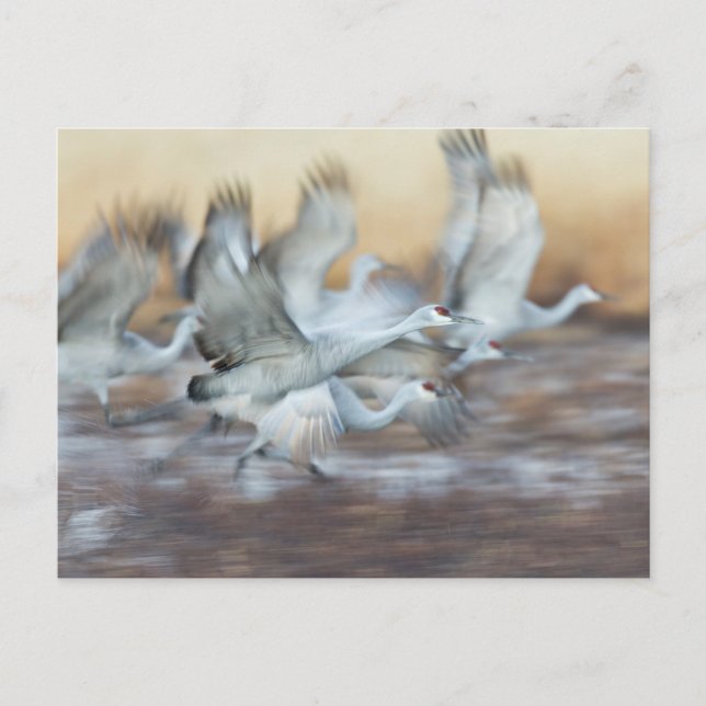 Postal Levantamiento de Sandhill Cranes (Anverso)