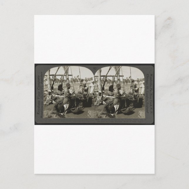 Postal Levantando agua del Nilo en Egipto alrededor de 19 (Anverso)