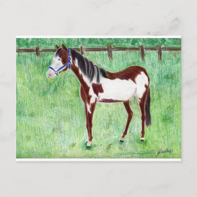 Postal Levi Paint Horse (Anverso)