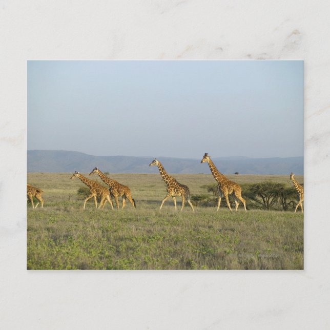 Postal Lewa Wildlife Conservancy, Kenia (Anverso)