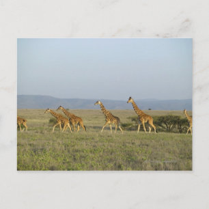 Postal Lewa Wildlife Conservancy, Kenia