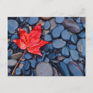 Postal Leyenda de caída roja brillante