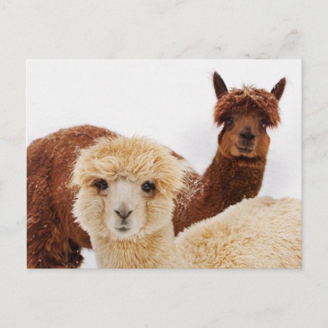 Postal Lhamas (Anverso)