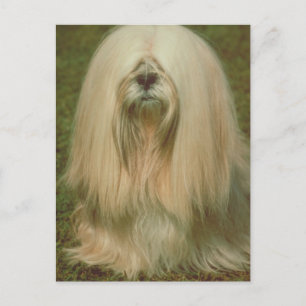 Postal Lhasa Apso