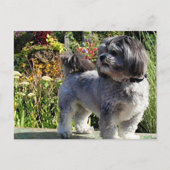 Postal Lhasa Apso Bailey 1 (Anverso)