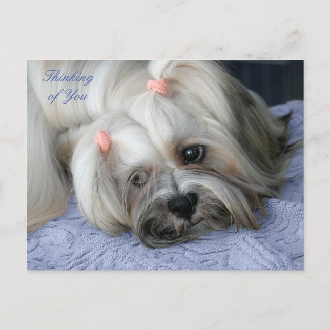 Postal Lhasa Apso Rugged Little "Bark Lion Dog" Card (Tar (Anverso)