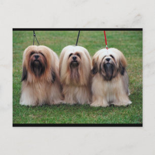 Postal Lhasa Apso Trio