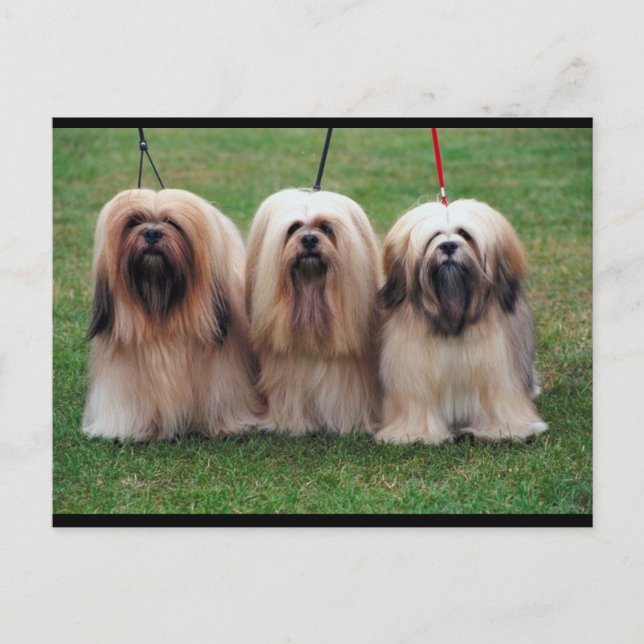 Postal Lhasa Apso Trio (Anverso)