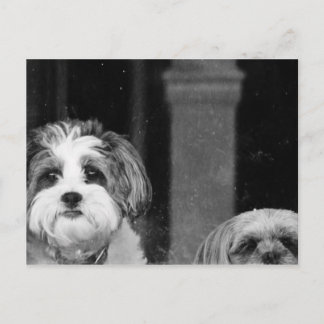 Postal Lhaso Apso x Yorkie y Poodle x Shitzu