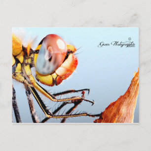 Postal Libellule de Pourrières