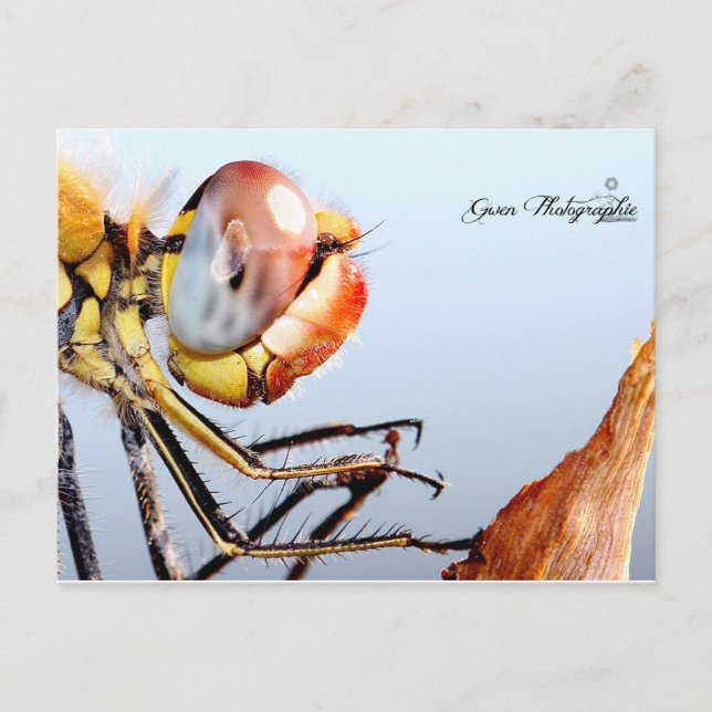 Postal Libellule de Pourrières (Anverso)