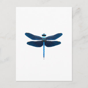 Postal Libélula Azul - Entomólogo Amante de la Fauna Inse