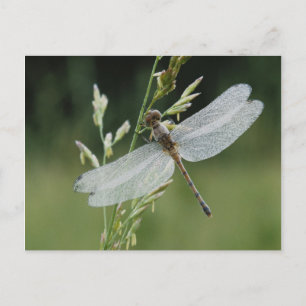 Postal Libélula Darner cubierta de rocío