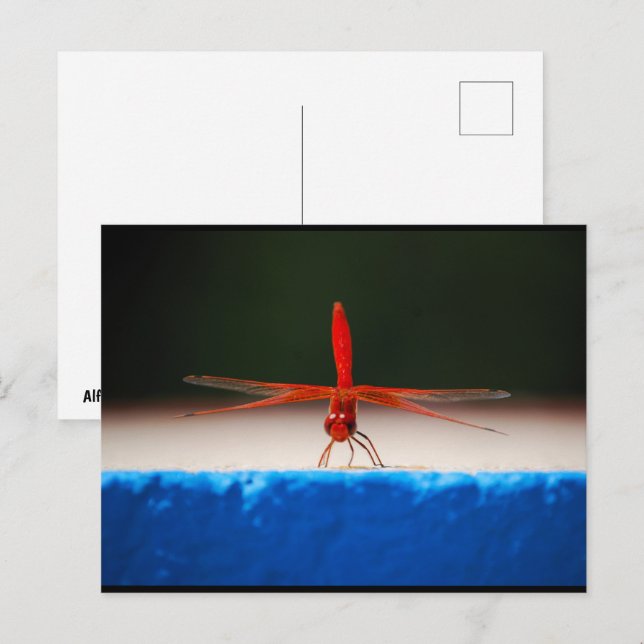 Postal Libélula de alas anaranjadas (Anverso / Reverso)