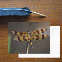 Libélula Dorada Fotografía de la Naturaleza