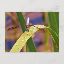 Postal Libélula en la hoja de la gota de agua