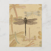 Libélula Vintage Antiguo Clásico Naturaleza