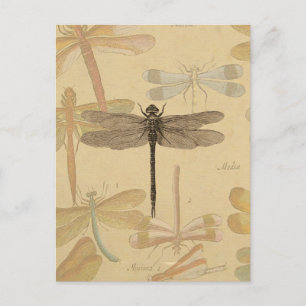 Postal Libélula Vintage Antiguo Clásico Naturaleza