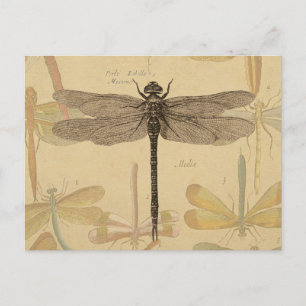 Postal Libélula Vintage Antiguo Clásico Naturaleza