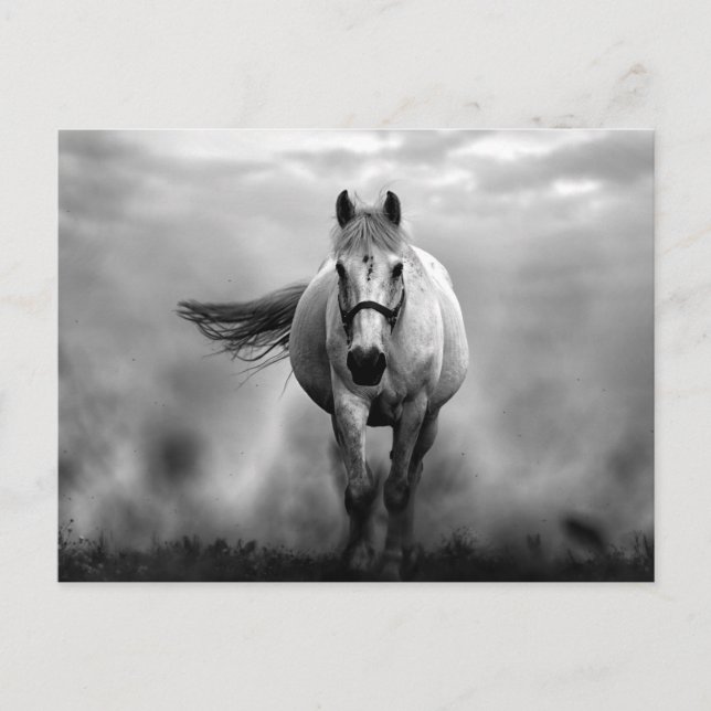 Postal Libertad de caballo blanco y negro (Anverso)
