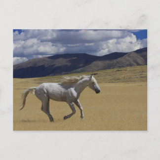 Postal Libertad En Marcha