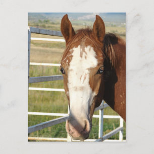 Postal Libre de halter