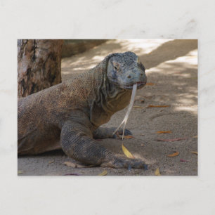 Postal Licencia de Komodo Dragon