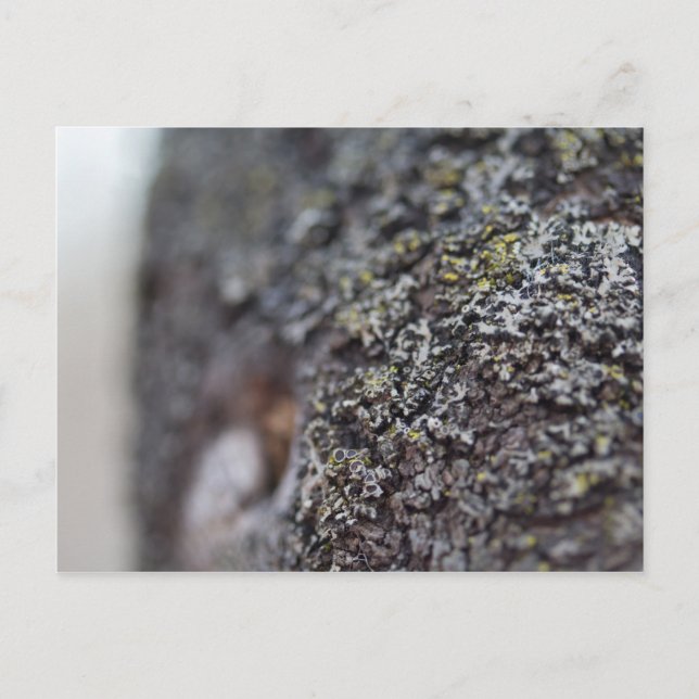 Postal Lichen en la corteza (Anverso)