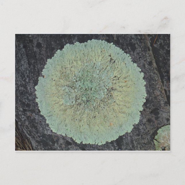 Postal Lichen Mossy Circle (Anverso)