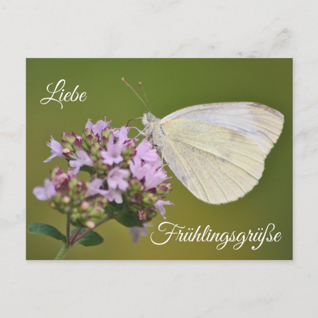 Postal Liebe Frühlingsgrüße (Anverso)
